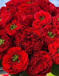 БУКЕТ НЕДЕЛИ: 25 роз за 150 руб БУКЕТ НЕДЕЛИ: 25 роз за 150 руб